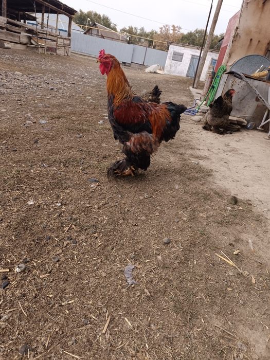 Брам атеш сатылады