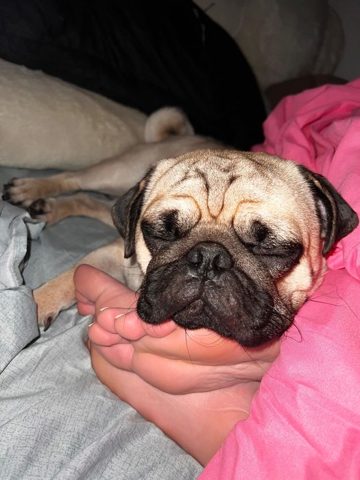 МОПС мальчик, ищет девочку