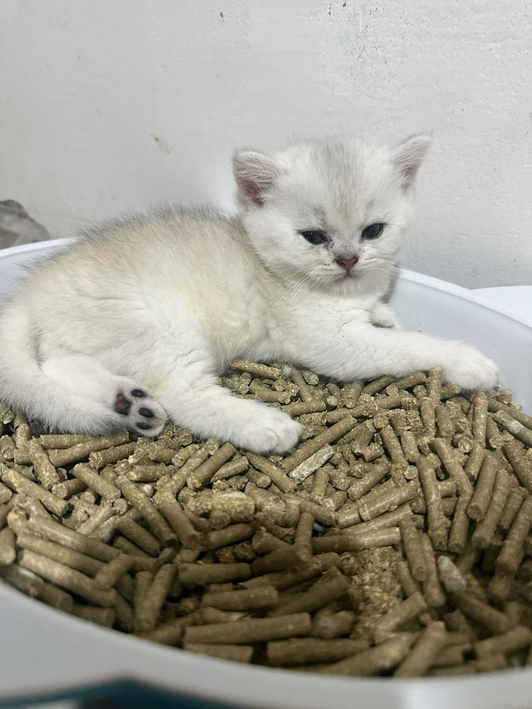 продается котята шиншилла
