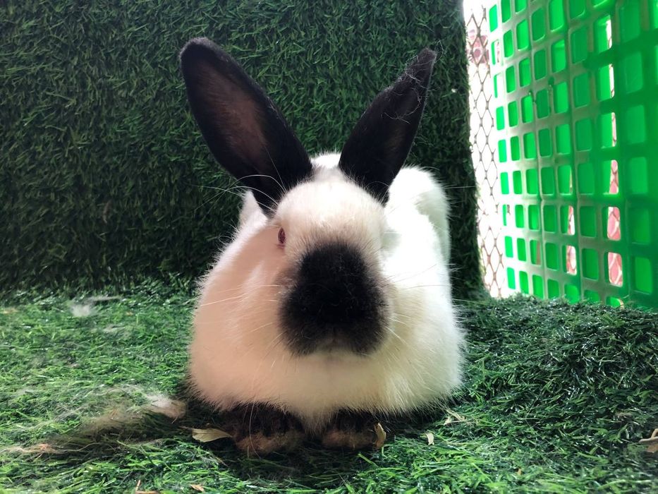 Kalif quyoni ishlashga tayyor paralar