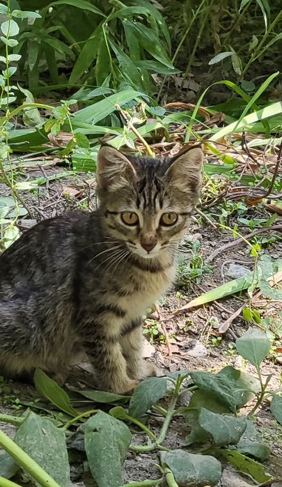 Сладкие котятки отдам в хорошие добрые  заботливые руки...