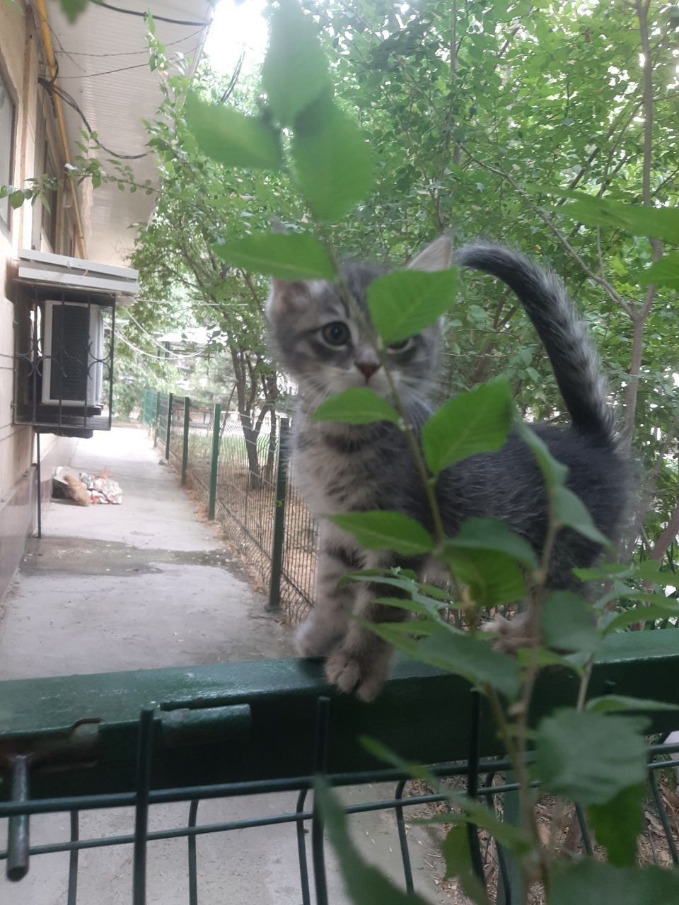 котята в хорошие руки