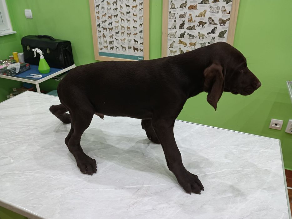 Продавам кученца Курцхаар