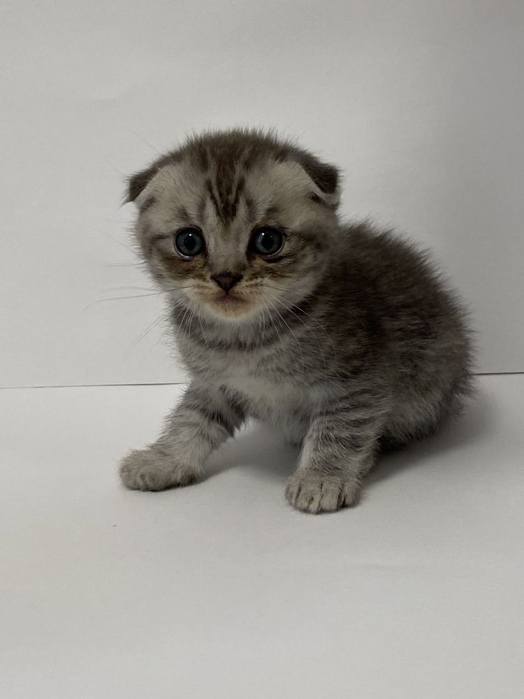 Pui British shorthair / scottish fold