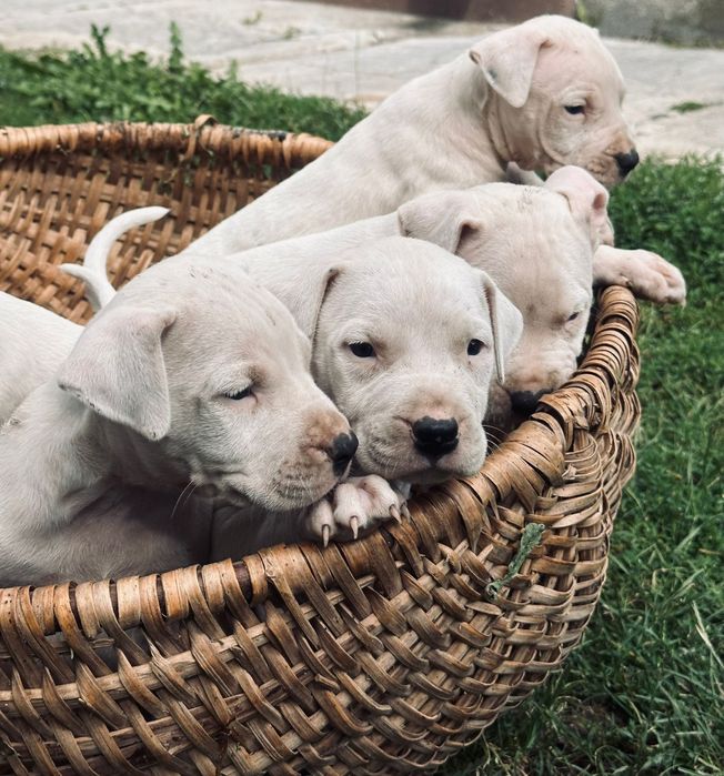 Pui Dogo Argentino cu pedigree – linii de vânătoare active
