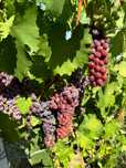 Struguri de vin busuioaca de bohotin