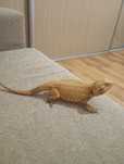Agama cu barba Dragon