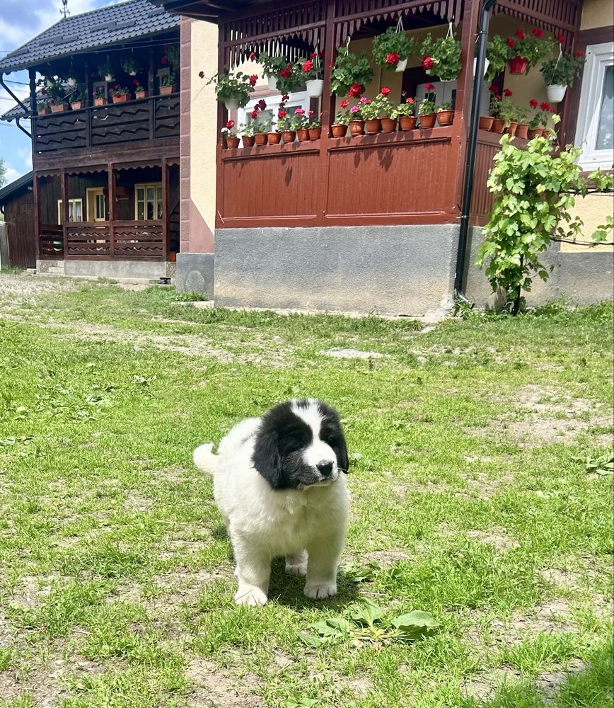 Femela ciobanesc de bucovina