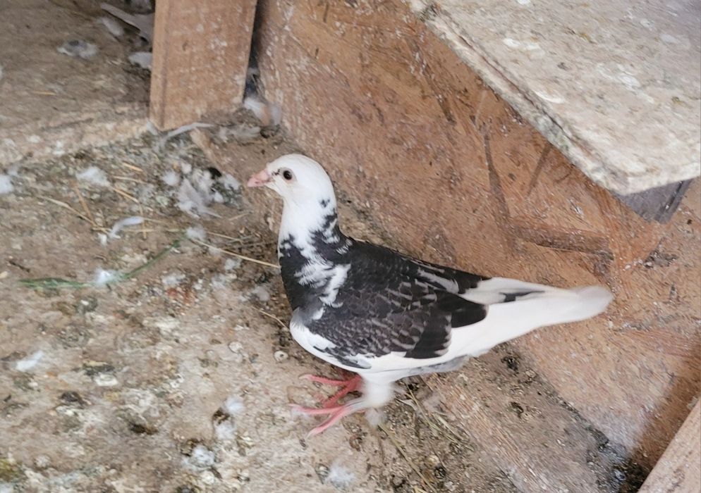 Vând porumbei de diferite rase