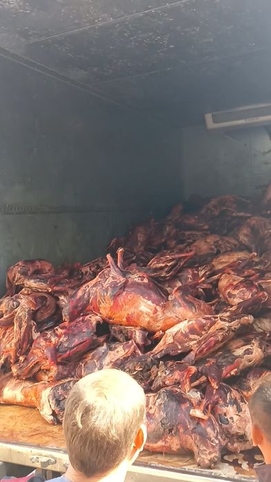 Замороженные туши, мясо сайгака в Таразе