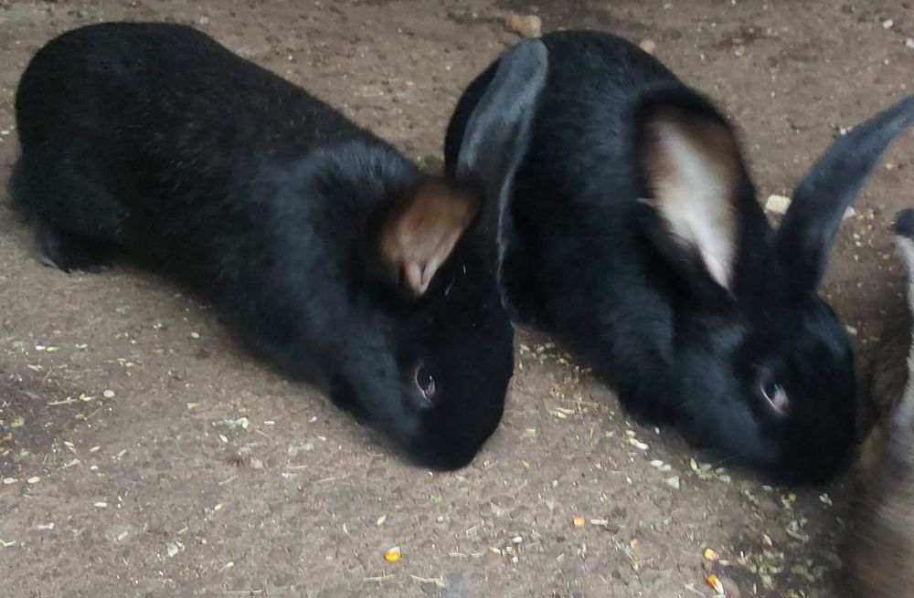 Iepuri uriaș german