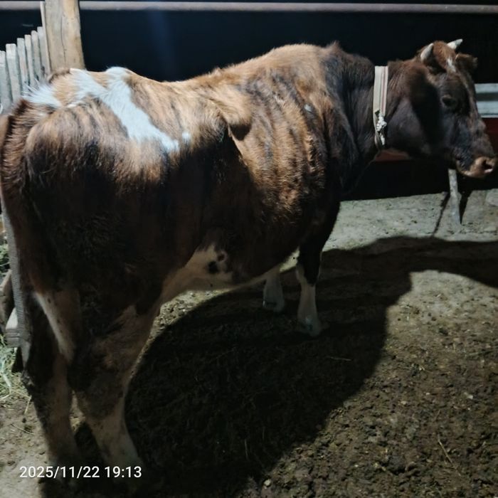 4 oylik bugʻoz sotiladi