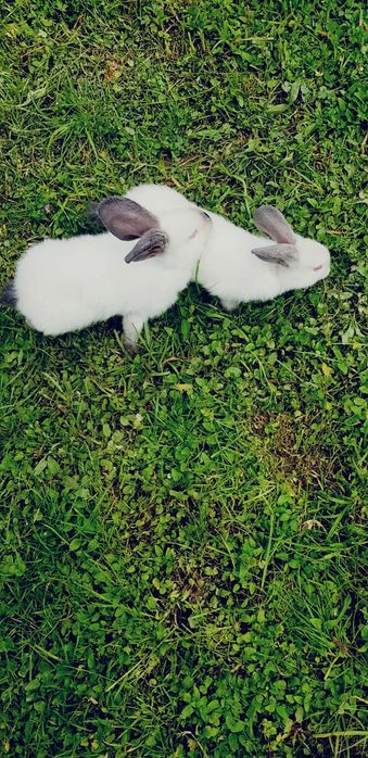 Iepuri uriașii de Transilvania