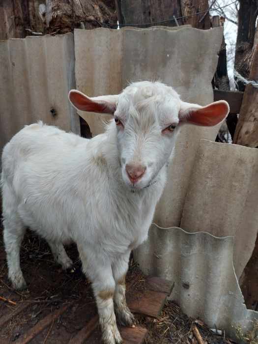 Домашние козы мясо-молочного направления