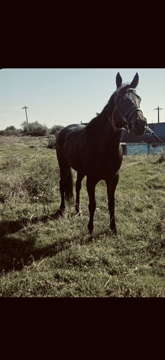 Vand Iapa Pur Sange Englez