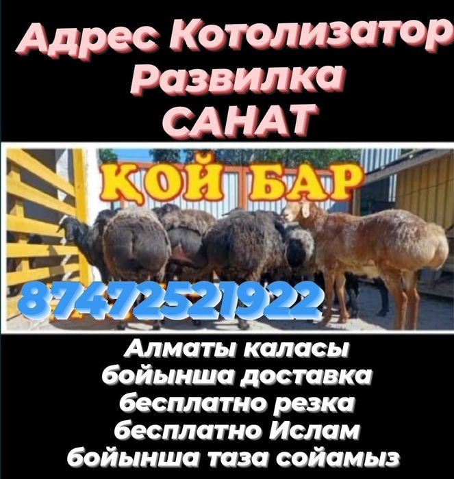 Кой Баран токтушки Г Алматы продаю. 35000 тясч