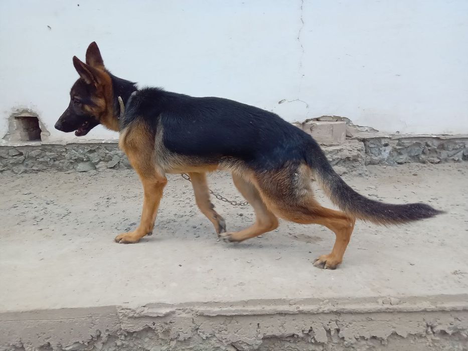 7 ойлик урғочи немецкий овчарка