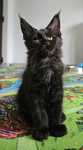 Pui Maine Coon cu pedigree