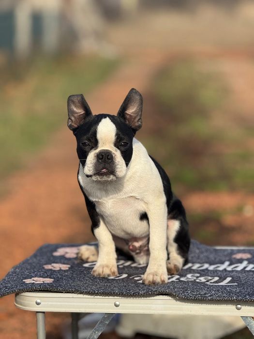 Boston terrier puiut