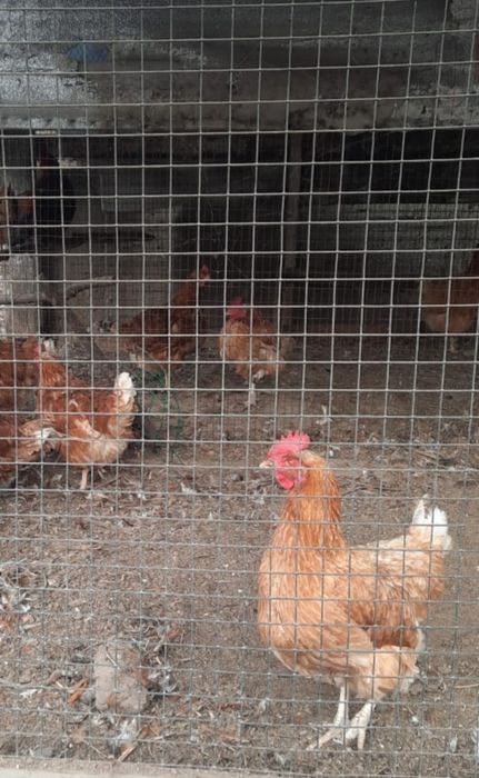 Продам кур и петуха
