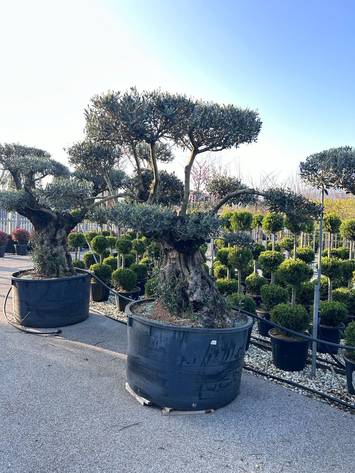 Măslini bonsai diferite marimi