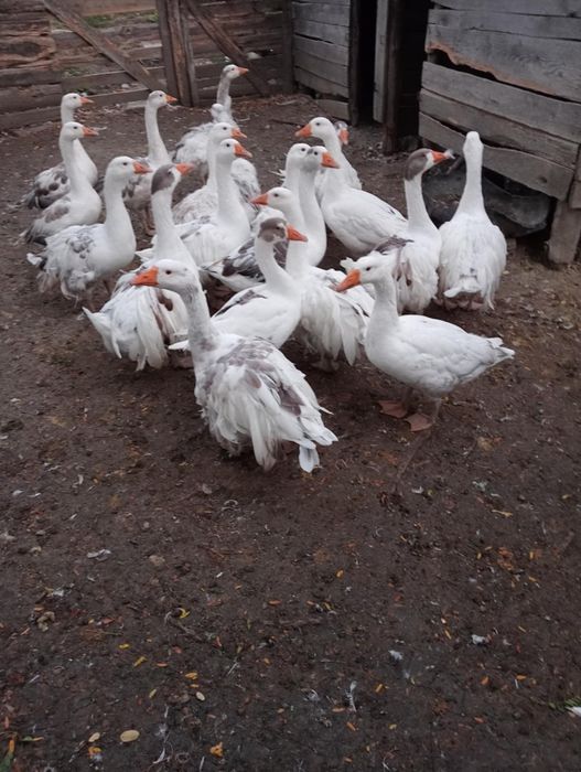 Gâște tinere de vânzare
