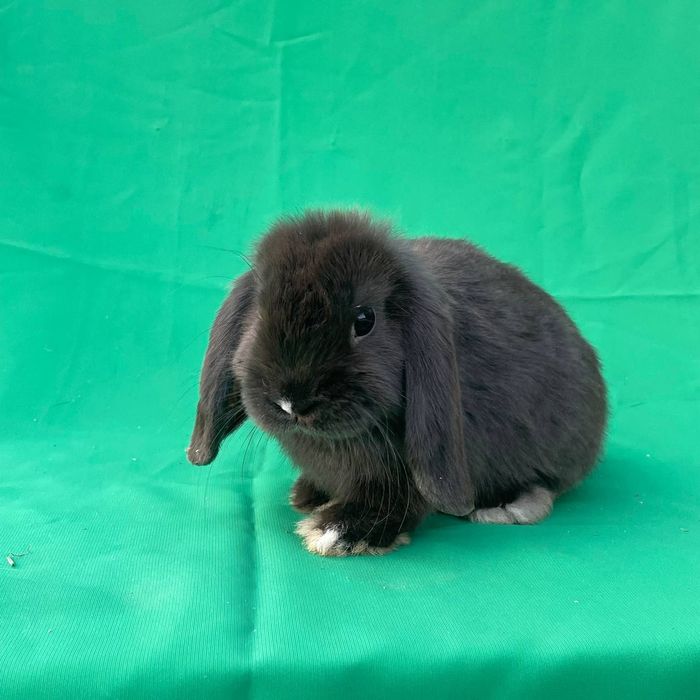 Karlik Baran Dekorativ Quyon 2 oylik Sames