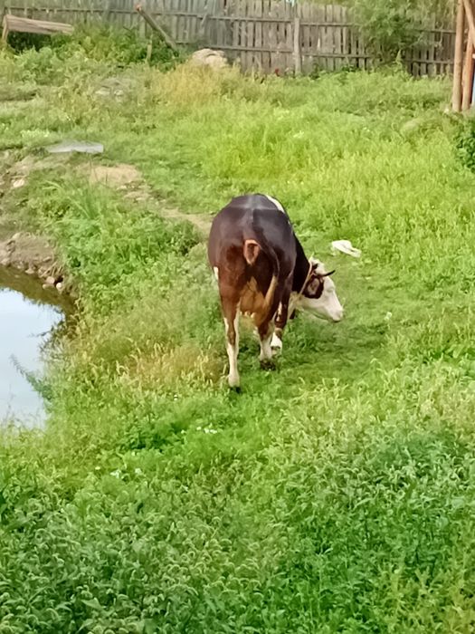 Vaca de vanzare ma multe detali la telefon