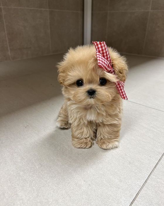 Maltipoo Mini Toy