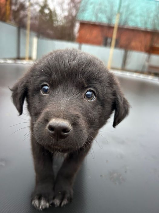 щенята ищут дом и любящих хозяев