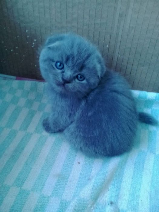 Продаются котята породы скоттиш фолд