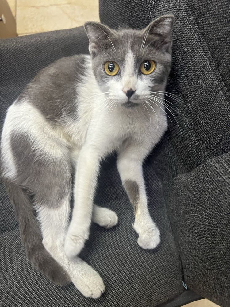 Ласковая кошка ищет дом