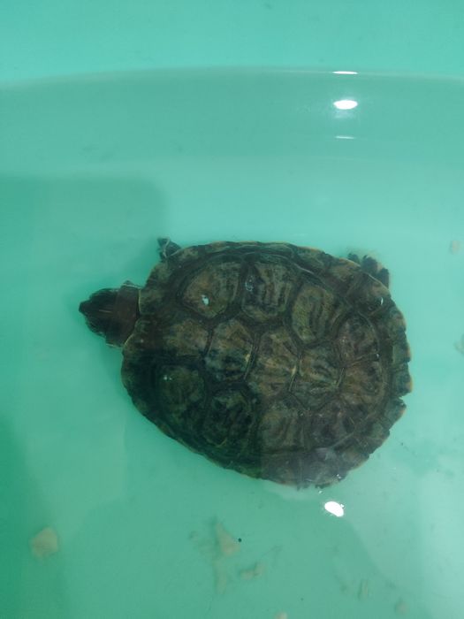 Краснаухая  черепа.