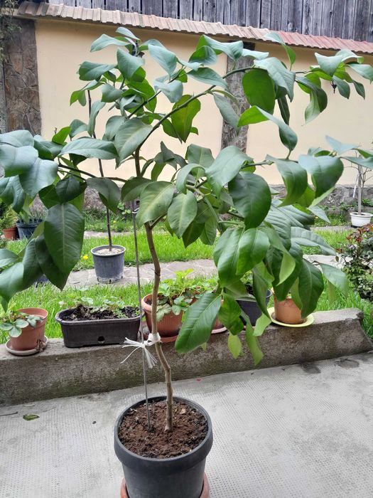 Vand Lamai la ghiveci