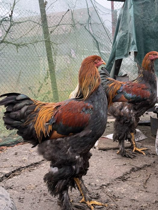 Cocosi brahma herminat deschis si potarnichiu