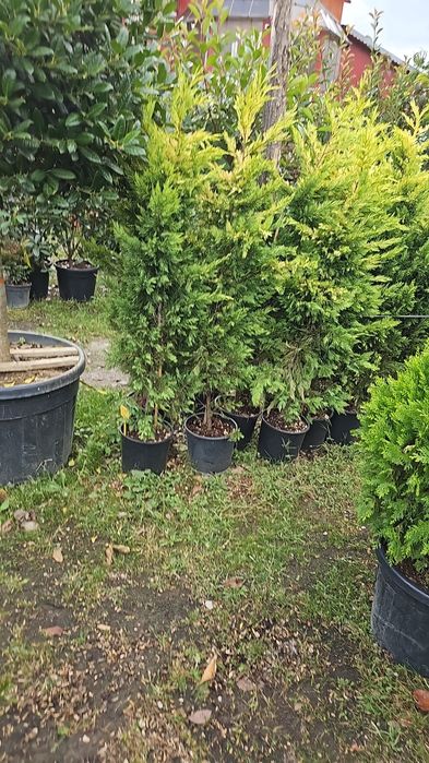 Lelandy laur englezesc tuia smarald calitate extra pret producator