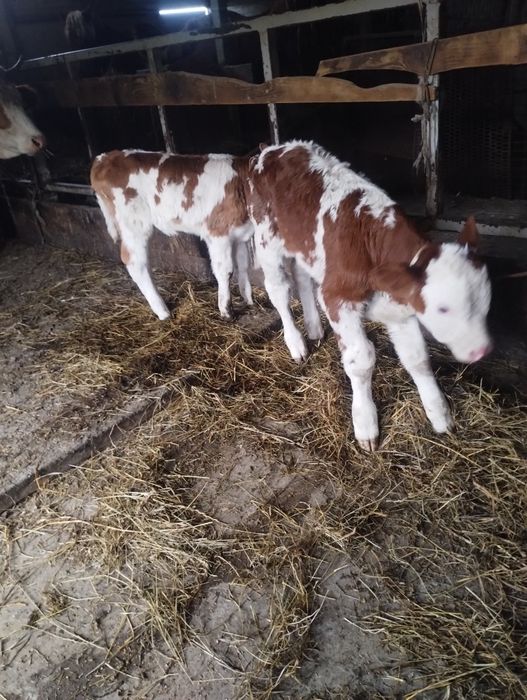 De vânzare tauras baltat și vițea baltata