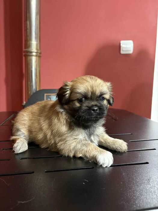 малки кралски пекинезчета