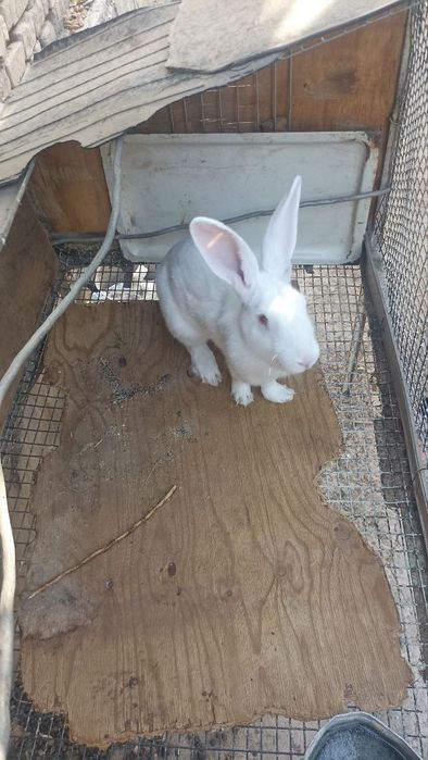 Zotli quyon sotiladi