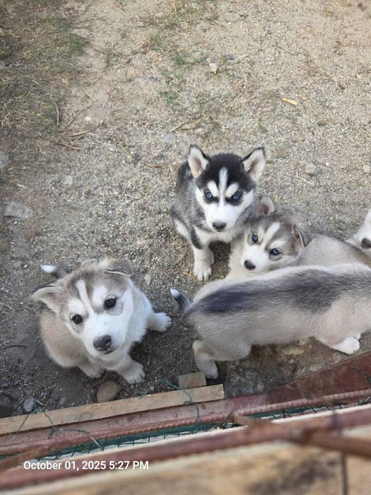 Adopta Catelusi Husky siberian