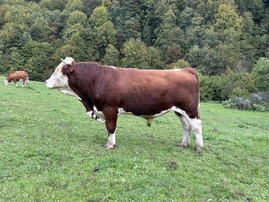 Taur de vânzare bun de montă
