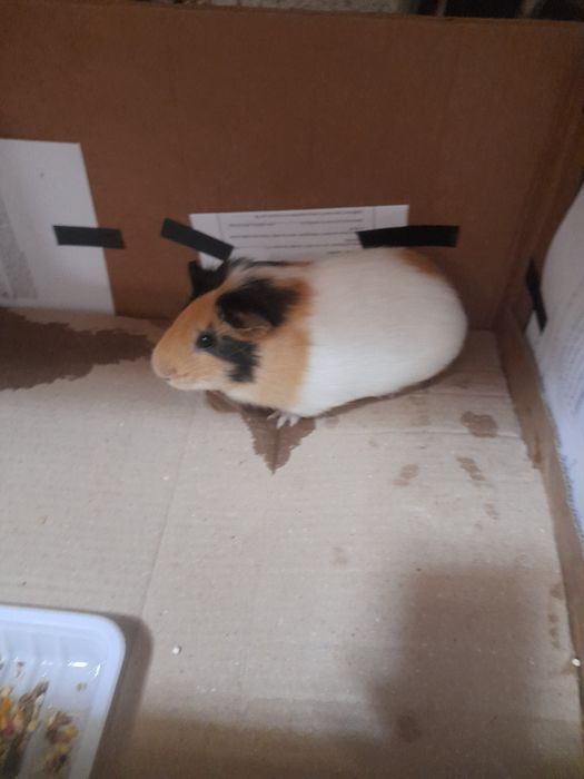 Dengiz cho'chqachasi/ Guinea pig/ Morskaya Svinka