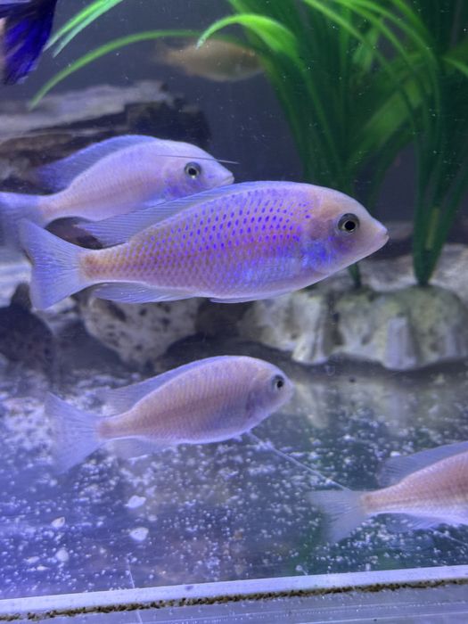 Цихлида белый дельфин