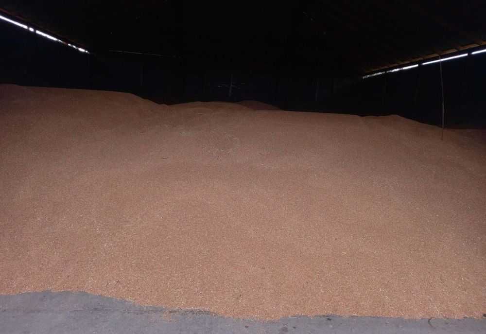 Продам Пшеницу, Бидай оптом (от 500 тн)