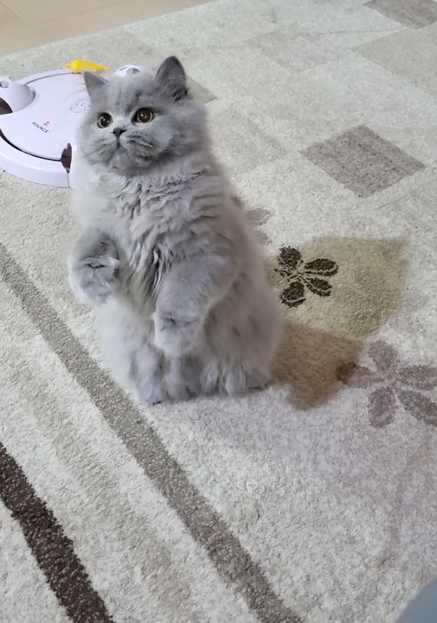 British longhair blue