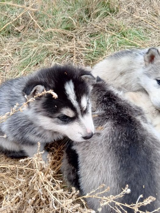 Щенки хаски, район каргу