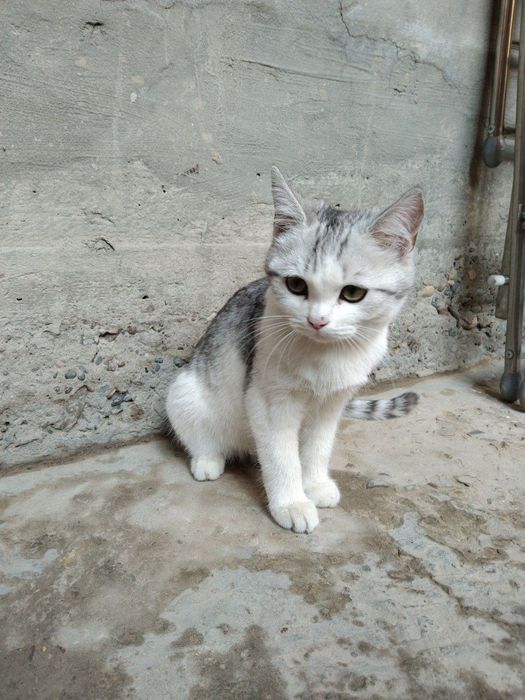 Mushuk zotdor sotiladi