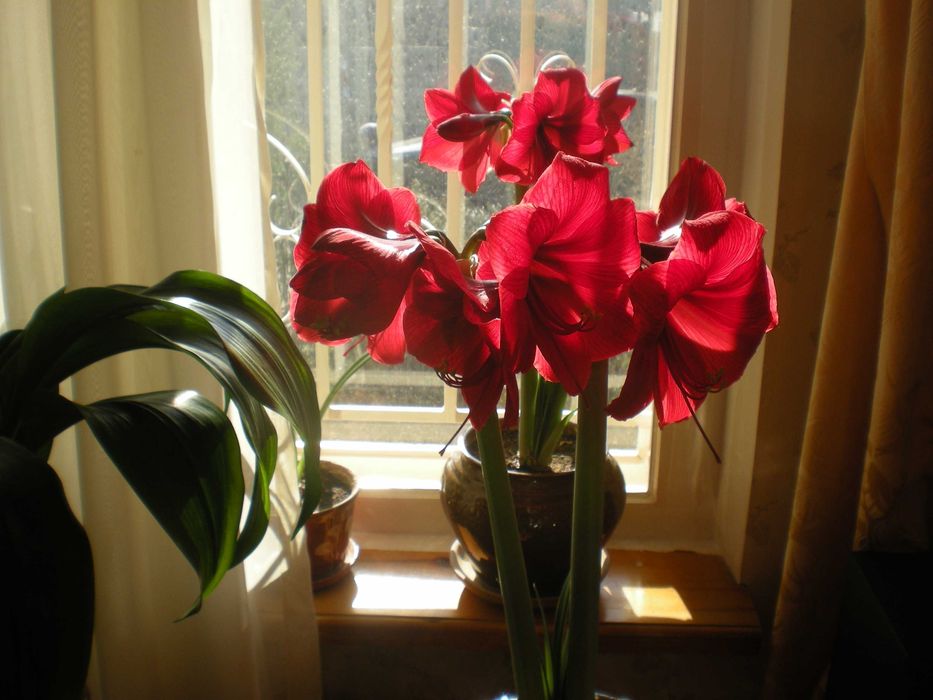 продам комнатные цветы