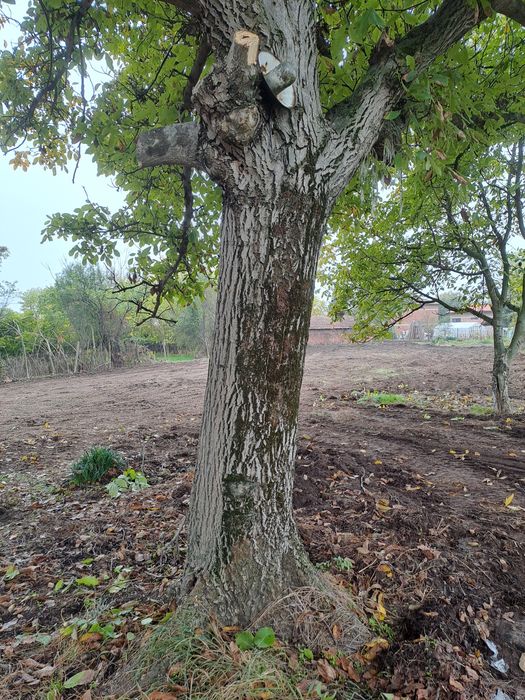 Продавам орехово дърво