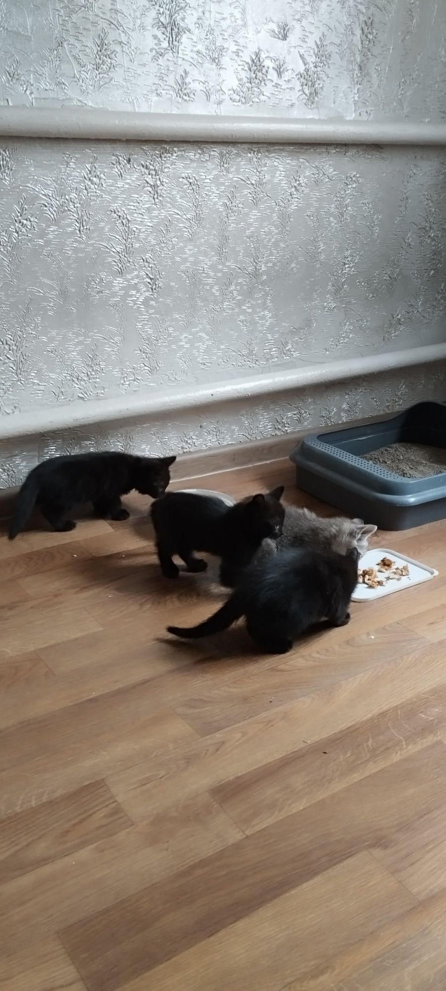 Отдам котят в добрые руки есть доставка